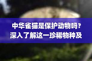中华雀猫是保护动物吗？深入了解这一珍稀物种及其保护现状