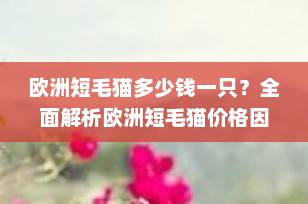 欧洲短毛猫多少钱一只？全面解析欧洲短毛猫价格因素与购买指南