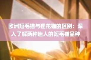 欧洲短毛猫与狸花猫的区别：深入了解两种迷人的短毛猫品种