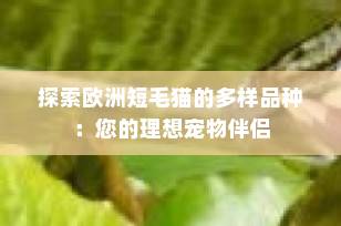探索欧洲短毛猫的多样品种：您的理想宠物伴侣