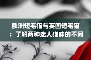 欧洲短毛猫与英国短毛猫：了解两种迷人猫咪的不同之处