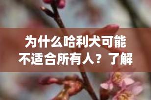 为什么哈利犬可能不适合所有人？了解这些关键点前请三思
