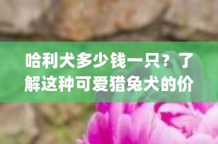 哈利犬多少钱一只？了解这种可爱猎兔犬的价格与特性