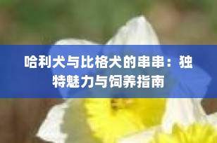 哈利犬与比格犬的串串：独特魅力与饲养指南