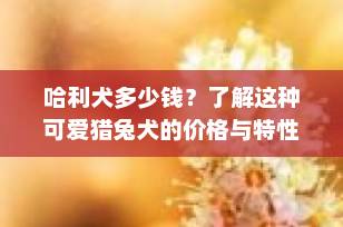 哈利犬多少钱？了解这种可爱猎兔犬的价格与特性