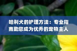 哈利犬的护理方法：专业指南助您成为优秀的宠物主人