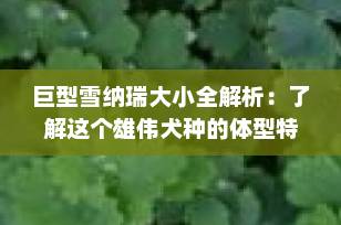 巨型雪纳瑞大小全解析：了解这个雄伟犬种的体型特点