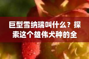 巨型雪纳瑞叫什么？探索这个雄伟犬种的全名及其魅力