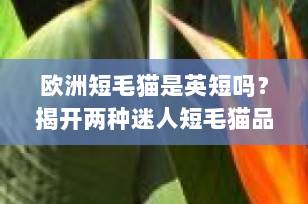 欧洲短毛猫是英短吗？揭开两种迷人短毛猫品种的秘密