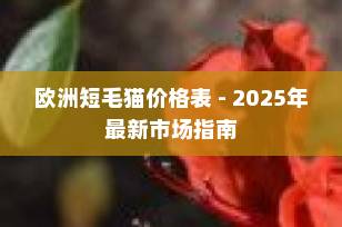 欧洲短毛猫价格表 - 2025年最新市场指南