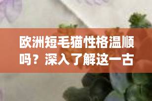 欧洲短毛猫性格温顺吗？深入了解这一古老而迷人的猫种