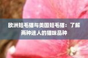 欧洲短毛猫与美国短毛猫：了解两种迷人的猫咪品种