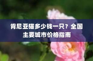 肯尼亚猫多少钱一只？全国主要城市价格指南