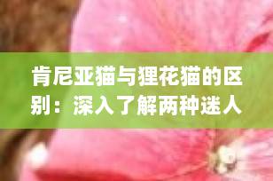 肯尼亚猫与狸花猫的区别：深入了解两种迷人猫咪品种