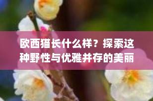 欧西猫长什么样？探索这种野性与优雅并存的美丽猫种