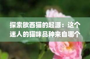 探索欧西猫的起源：这个迷人的猫咪品种来自哪个国家？
