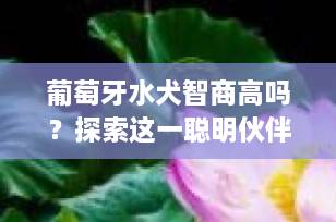 葡萄牙水犬智商高吗？探索这一聪明伙伴的智力潜力