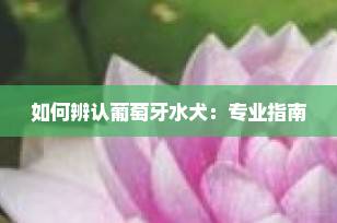 如何辨认葡萄牙水犬：专业指南