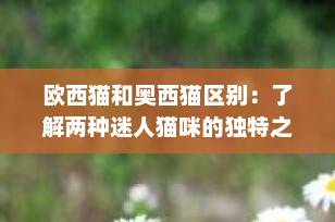 欧西猫和奥西猫区别：了解两种迷人猫咪的独特之处