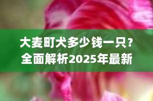 大麦町犬多少钱一只？全面解析2025年最新价格趋势