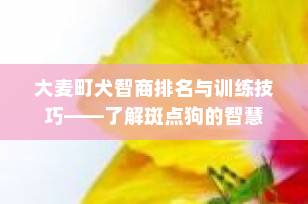 大麦町犬智商排名与训练技巧——了解斑点狗的智慧