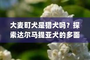 大麦町犬是猎犬吗？探索达尔马提亚犬的多面角色