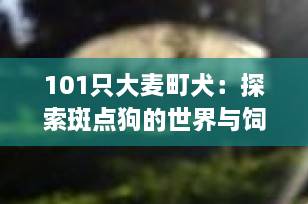 101只大麦町犬：探索斑点狗的世界与饲养指南