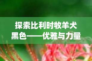 探索比利时牧羊犬黑色——优雅与力量的完美结合