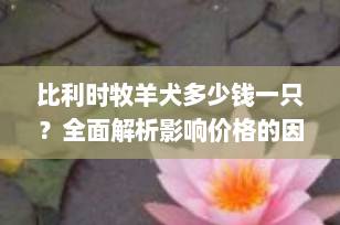 比利时牧羊犬多少钱一只？全面解析影响价格的因素与市场行情