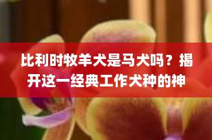比利时牧羊犬是马犬吗？揭开这一经典工作犬种的神秘面纱