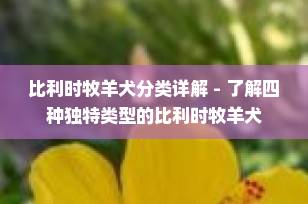 比利时牧羊犬分类详解 - 了解四种独特类型的比利时牧羊犬