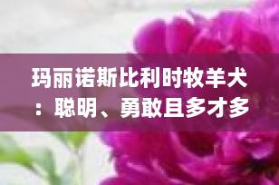 玛丽诺斯比利时牧羊犬：聪明、勇敢且多才多艺的工作犬