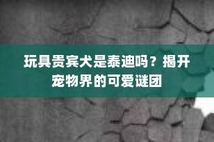玩具贵宾犬是泰迪吗？揭开宠物界的可爱谜团