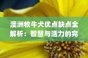 澳洲牧牛犬优点缺点全解析：智慧与活力的完美结合