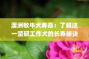 澳洲牧牛犬寿命：了解这一坚韧工作犬的长寿秘诀