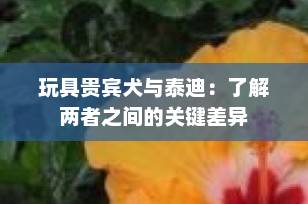 玩具贵宾犬与泰迪：了解两者之间的关键差异