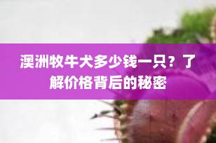 澳洲牧牛犬多少钱一只？了解价格背后的秘密