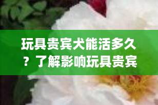 玩具贵宾犬能活多久？了解影响玩具贵宾犬寿命的关键因素