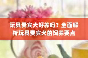 玩具贵宾犬好养吗？全面解析玩具贵宾犬的饲养要点