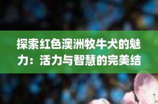 探索红色澳洲牧牛犬的魅力：活力与智慧的完美结合
