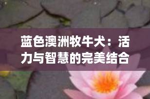 蓝色澳洲牧牛犬：活力与智慧的完美结合