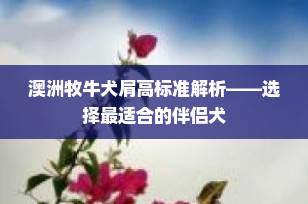 澳洲牧牛犬肩高标准解析——选择最适合的伴侣犬