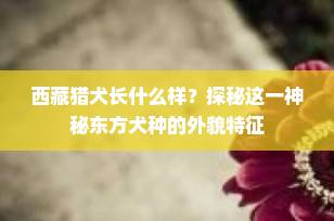 西藏猎犬长什么样？探秘这一神秘东方犬种的外貌特征