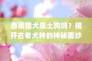西藏猎犬是土狗吗？揭开古老犬种的神秘面纱