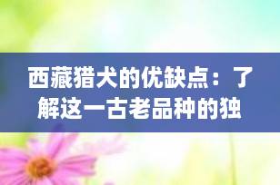 西藏猎犬的优缺点：了解这一古老品种的独特魅力