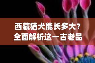 西藏猎犬能长多大？全面解析这一古老品种的尺寸与特点