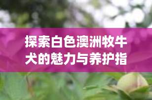 探索白色澳洲牧牛犬的魅力与养护指南