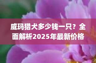 威玛猎犬多少钱一只？全面解析2025年最新价格趋势