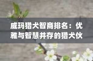 威玛猎犬智商排名：优雅与智慧并存的猎犬伙伴