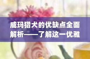 威玛猎犬的优缺点全面解析——了解这一优雅猎犬的一切